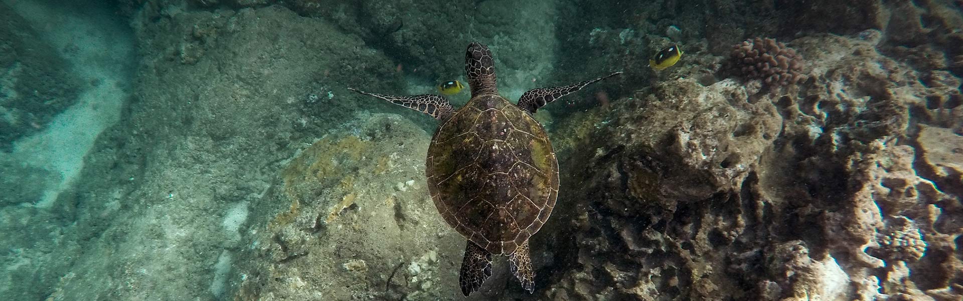 Turtles